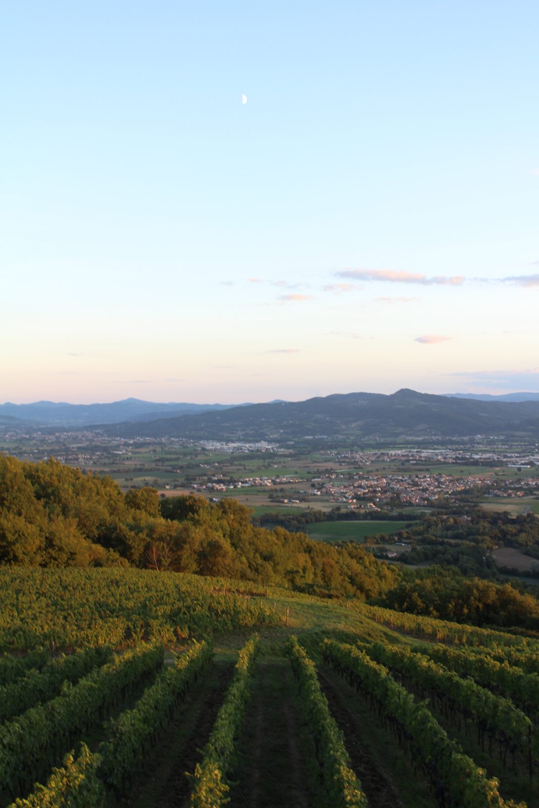 Vineyard hills in the Italian countryside at golden hour