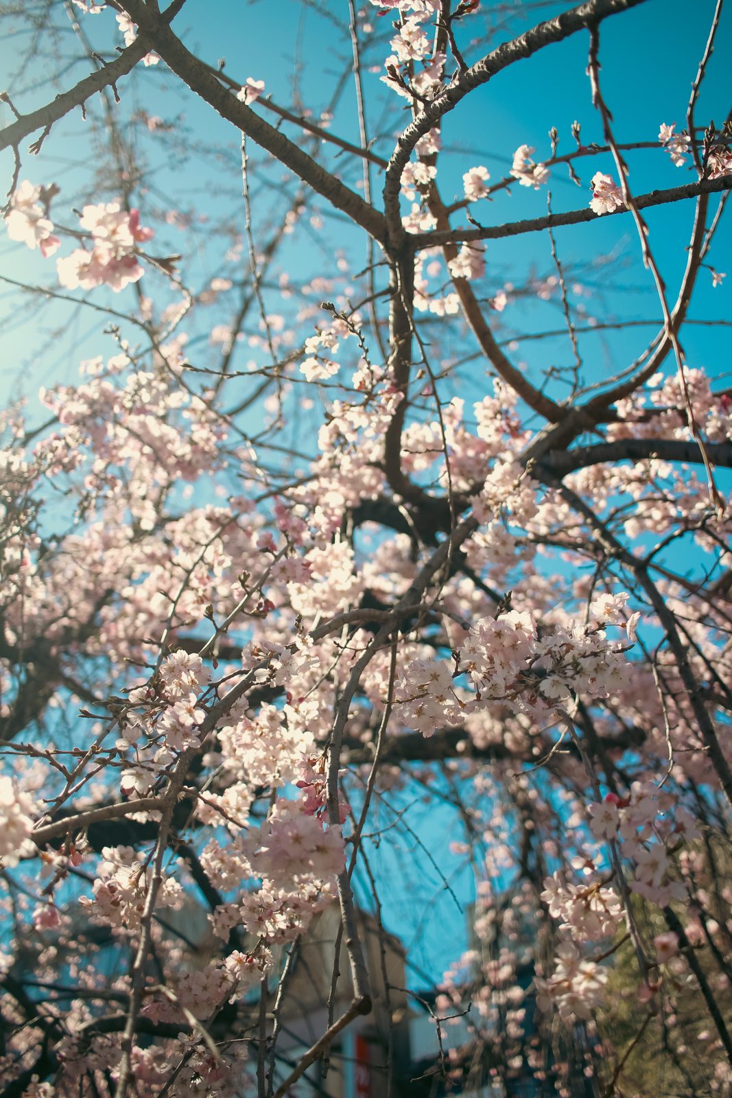 Cherry blossoms against a blue sky in Japan